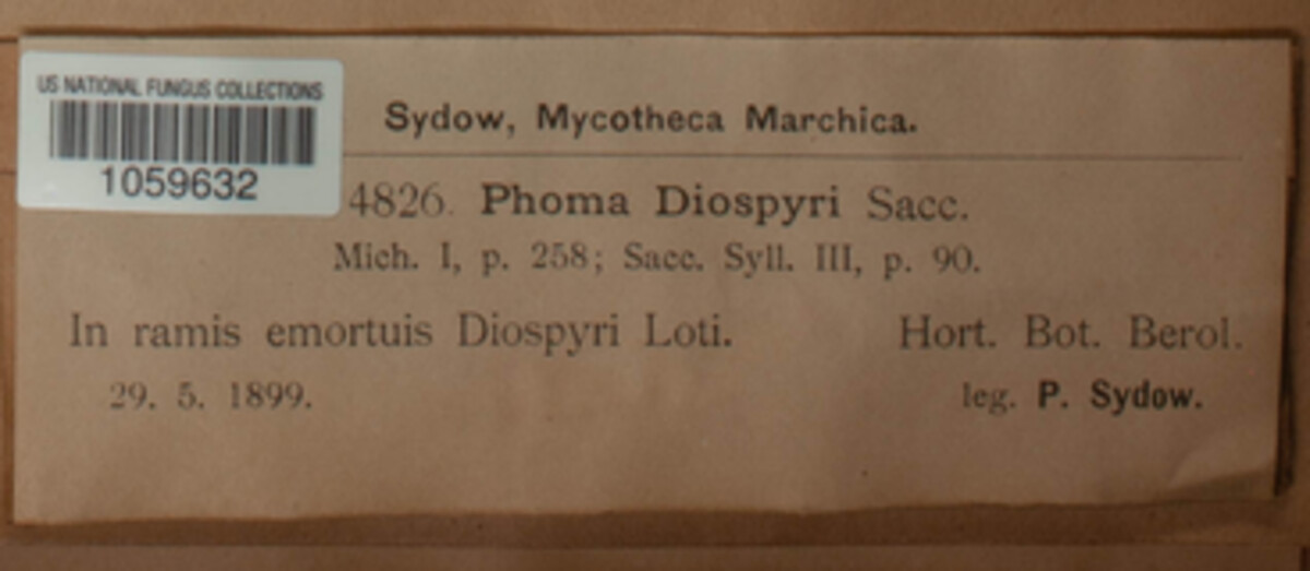 Phomopsis diospyri image